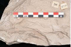 Foto (Detailansicht) von Dictyopteris brongniarti Gutb. (NHMW-GEO-2024-0188-10776)